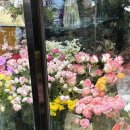 성화플라워 | 광주 남구 봉선동 다양한 식물과 꽃이 있는 ‘성화 플라워’ 내돈내산 꽃집 추천