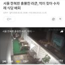 서울 한복판 출몰한 라쿤, 먹이 찾아 수차례 식당 배회 이미지