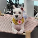 오도DOG 펫살롱 이미지