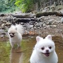 숲속송정농원 이미지