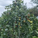 월송농장 이미지