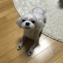 반갑다(반려견이 갑이다) | 성남애견미용 잘하는 곳 안심하고 맡길 수 있는 반갑다(반려견이갑이다) 내돈내산후기