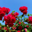 장미공원 주차장 이미지