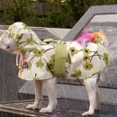 애견 11번가 이미지