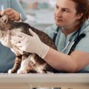 파크동물의료센터 이미지