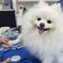 DS메디컬 | 강아지 건강검진 보호자 후기 [대구동물건강검진센터/본동물건강검진영상센터]