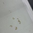 람페로마