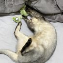 송송그루밍 이미지