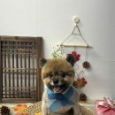 오월의 그루밍 이미지