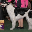 2007 The westminster kennel club 이미지