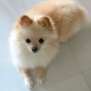 안녕펫택시 | 펫택시 예약 방법과 비용, 카카오 강아지 택시 후기