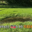 IS 처형 방법보다 더 잔인했던 일본군의 학살 방식 이미지