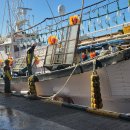 동해복어 이미지