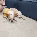 자니펜션