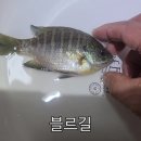 족대질 성과 ㅡ가물치 이미지