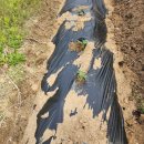 샬롬농장 이미지