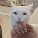 네일드벨라