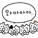 백호종합격투기 네이버블로그