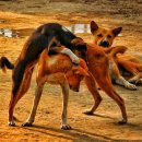 강동24시 SKY 동물의료센터 이미지