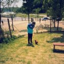 코코애견 이미지