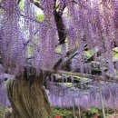 현플라워 이미지