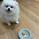 간식주까 | 부천 애견수제간식, 간식주까 🌸 강아지 입체 생일케이크 주문 후기 (개강추)