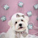 논현 켄넬 이미지