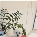 까미랑몽이
