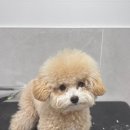 퓨어멍 이미지