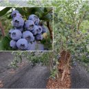 쌍치블루베리 이미지