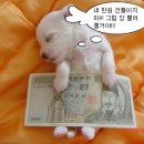 귀여운 강아지 이미지