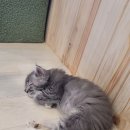 집사의하루 남포점 이미지