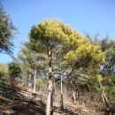 황금소나무 이미지