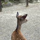 [240719~240729] 일본 나라, 교토 여행 3일차입니다.