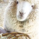 윤정목장 이미지