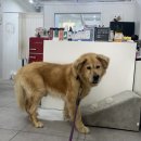 멍멍하개 네이버블로그