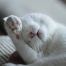 고양이 발바닥 이미지