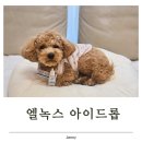 엘동물병원 | 강아지 눈 건강관리, 우리 아이 눈 케어 시작한 이유 엘녹스 아이드롭 후기