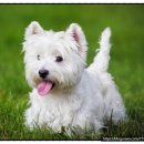 옐로삭스(애견미용) 이미지