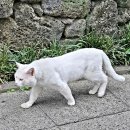 정방동-2 이미지