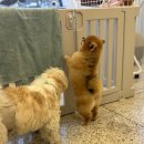 멍글하우스 이미지