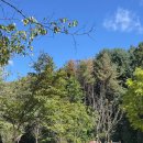 오토갤러리행정사사무소 | [포천]울미숲캠핑장:: 개별샤워실이 있는 숲속 캠핑(느티나무07)