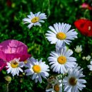 우리꽃자리 이미지