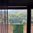 스테이동물병원 | 강원도 홍천 애견동반 숙소 소노펫 클럽앤리조트 비발디파크 펫 패밀리룸 파크뷰 조식 후기