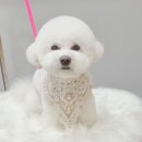 몽트라슈 이미지