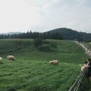 순진목장 이미지