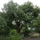 뽕나무집 이미지