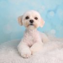 친절한 복희씨 | 부평강아지미용 어디갈지 고민이라면 아콩하우스 추천!