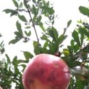 고희연농장 이미지