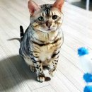 백현Se동물병원 티스토리
